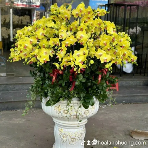 Chậu Lan vàng Hải Phòng 35