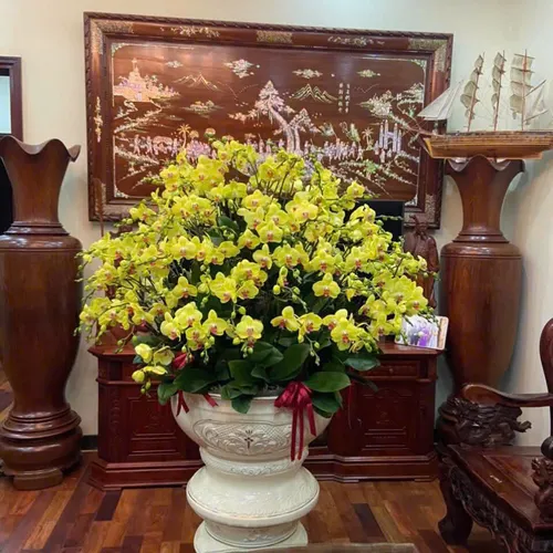 Chậu Lan vàng Hải Phòng 36