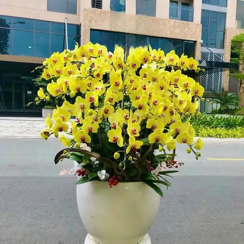 Chậu Lan vàng Hải Phòng 37