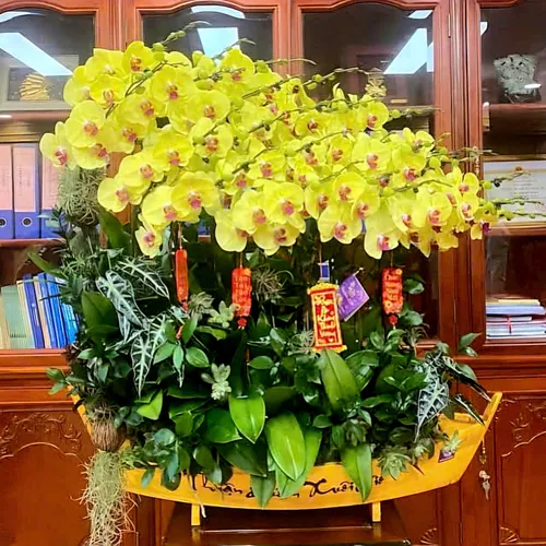 Chậu Lan vàng Hải Phòng 38