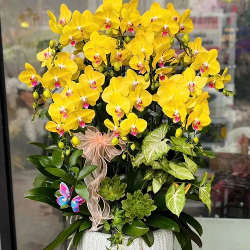 Chậu Lan vàng Hải Phòng 39