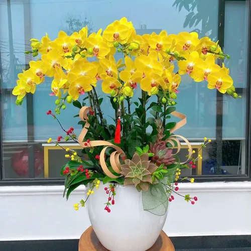 Chậu Lan vàng Hải Phòng 40