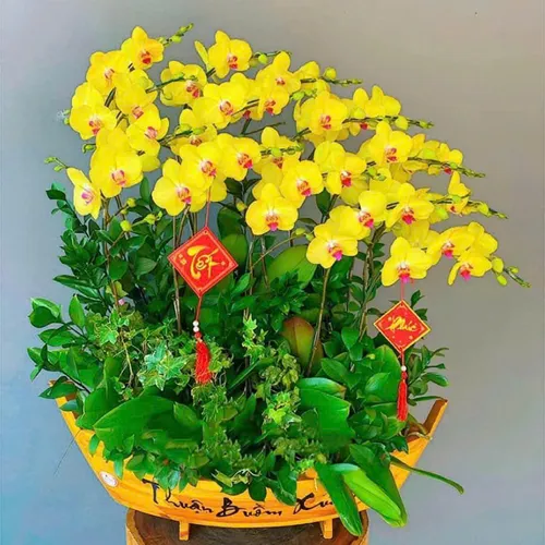 Chậu Lan vàng Hải Phòng 41