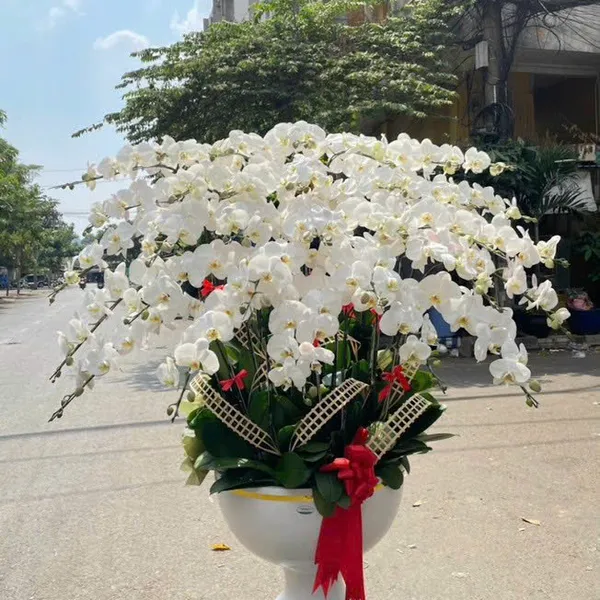 Lan Hồ Điệp Trắng Hải Phòng 33