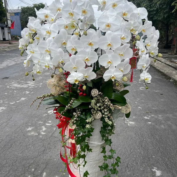Lan Hồ Điệp Trắng Hải Phòng 43