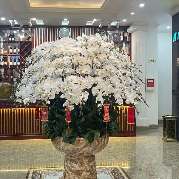 Lan Hồ Điệp Trắng Hải Phòng 52