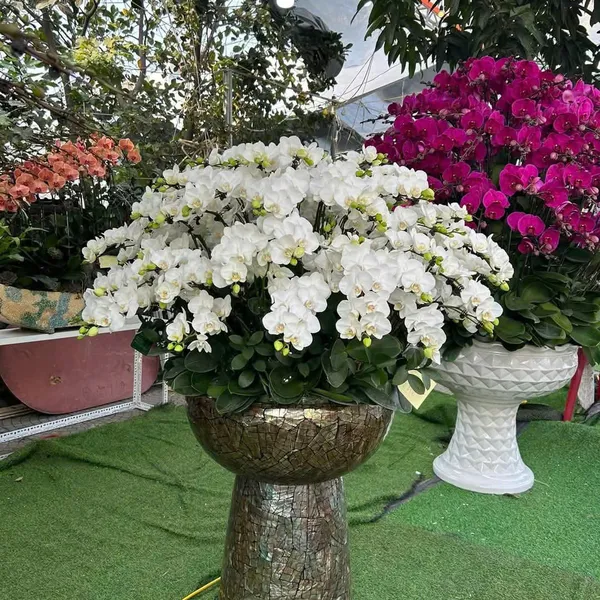 Lan Hồ Điệp Trắng Hải Phòng 53