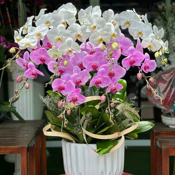 Lan Hồ Điệp Đa Sắc tại Hải Phòng 02