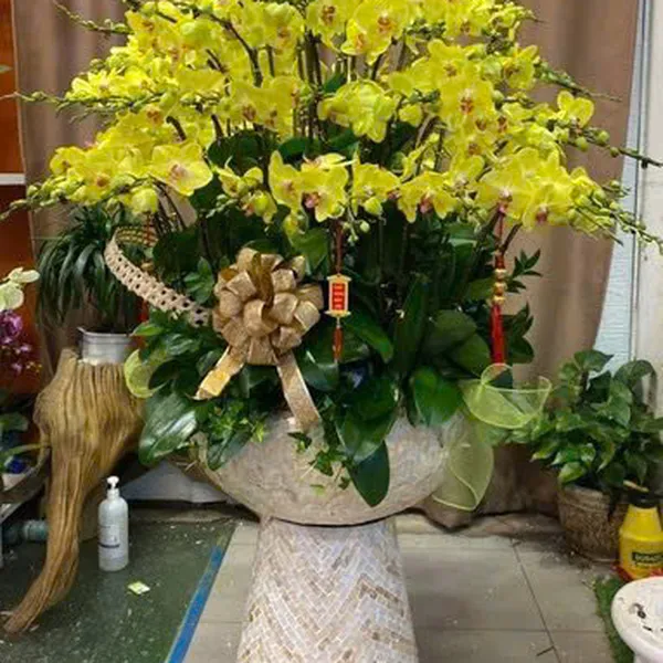 Hoa Lan Hồ Điệp Tết Hải Phòng 02