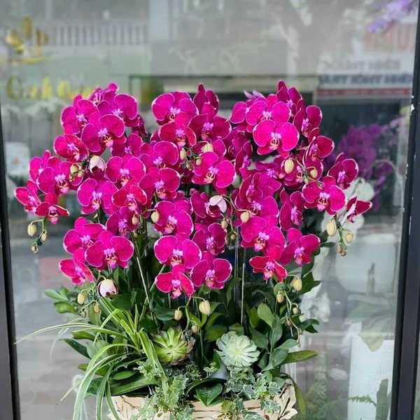 Hoa Lan Hồ Điệp Tết Hải Phòng 04