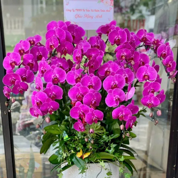Hoa Lan Hồ Điệp Tết Hải Phòng 05