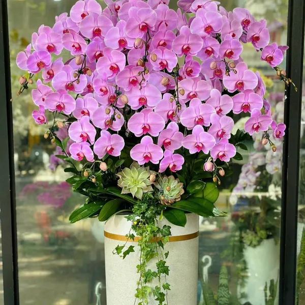 Hoa Lan Hồ Điệp Tết Hải Phòng 06