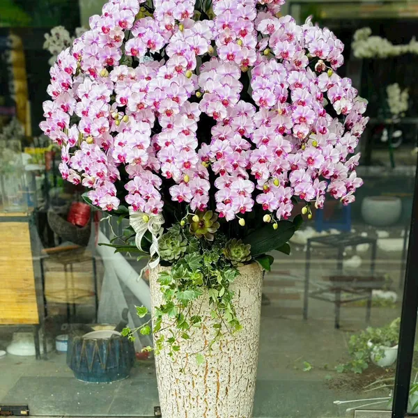 Hoa Lan Hồ Điệp Tết Hải Phòng 07