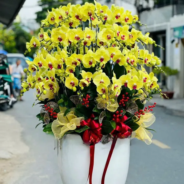 Hoa Lan Hồ Điệp Tết Hải Phòng 09