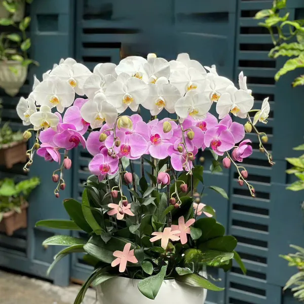 Hoa Lan Hồ Điệp Tết Hải Phòng 10