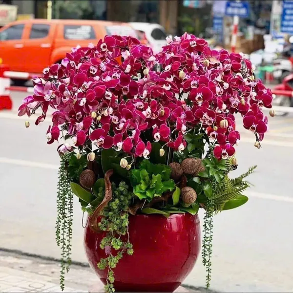 Hoa Lan Hồ Điệp Tết Hải Phòng 11
