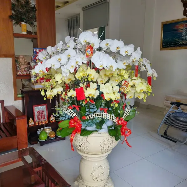 Hoa Lan Hồ Điệp Tết Hải Phòng 14