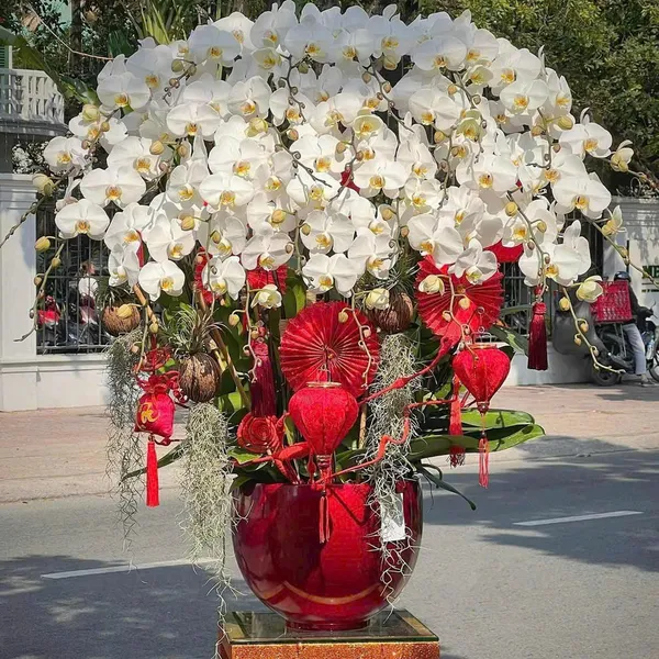 Hoa Lan Hồ Điệp Tết Hải Phòng 15