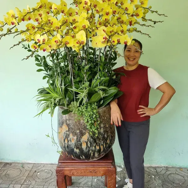 Hoa Lan Hồ Điệp Tết Hải Phòng 16