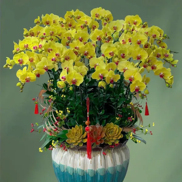 Hoa Lan Hồ Điệp Tết Hải Phòng 18