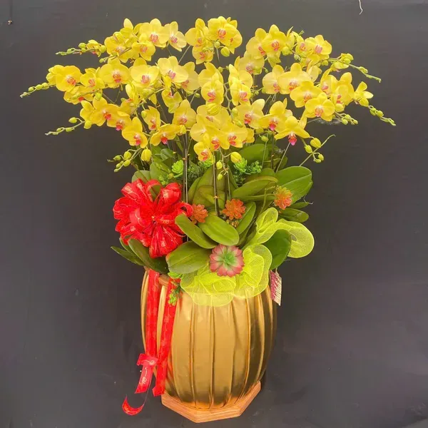 Hoa Lan Hồ Điệp Tết Hải Phòng 20