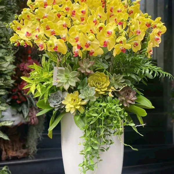 Hoa Lan Hồ Điệp Tết Hải Phòng 21