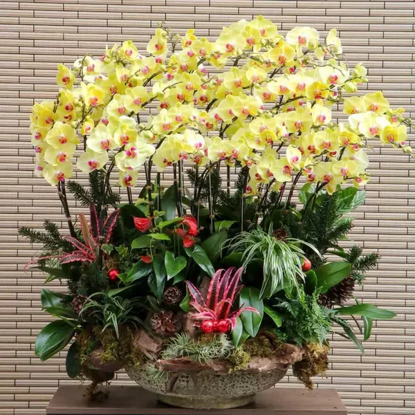 Hoa Lan Hồ Điệp Tết Hải Phòng 23