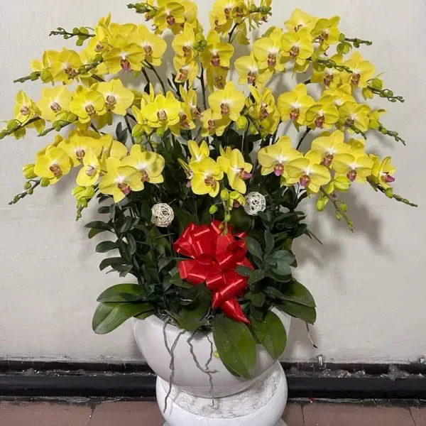 Hoa Lan Hồ Điệp Tết Hải Phòng 25