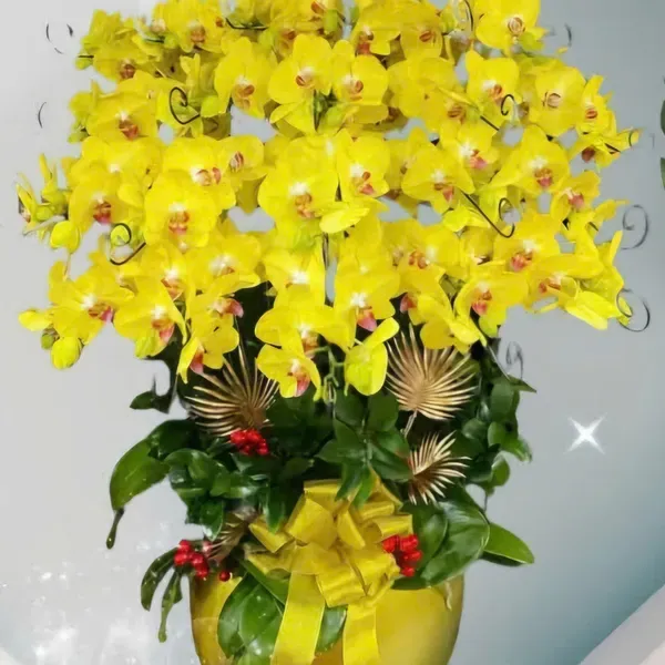 Hoa Lan Hồ Điệp Tết Hải Phòng 26