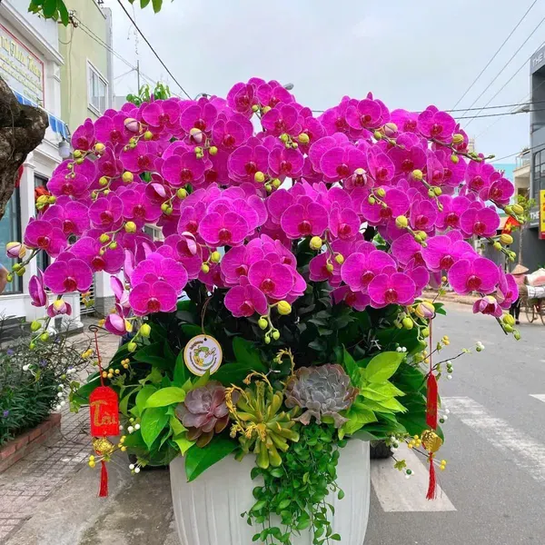 Hoa Lan Hồ Điệp Tết Hải Phòng 30