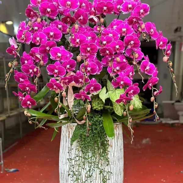 Hoa Lan Hồ Điệp Tết Hải Phòng 31