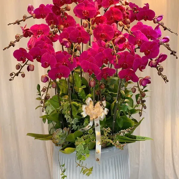 Hoa Lan Hồ Điệp Tết Hải Phòng 32