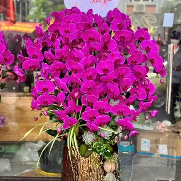 Hoa Lan Hồ Điệp Tết Hải Phòng 33