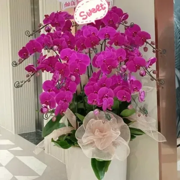 Hoa Lan Hồ Điệp Tết Hải Phòng 34