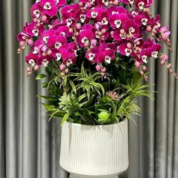 Hoa Lan Hồ Điệp Tết Hải Phòng 35