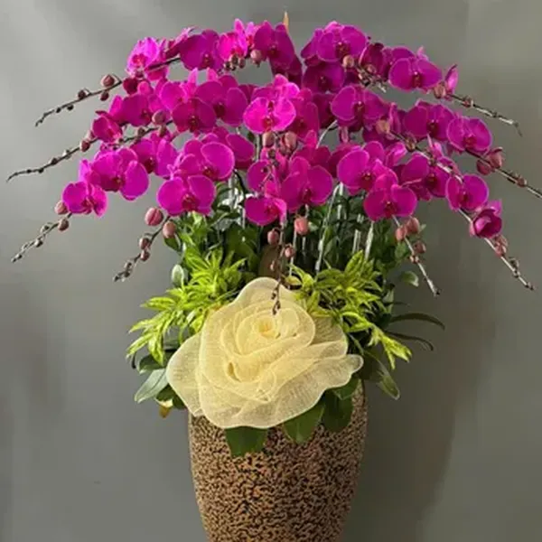 Hoa Lan Hồ Điệp Tết Hải Phòng 36