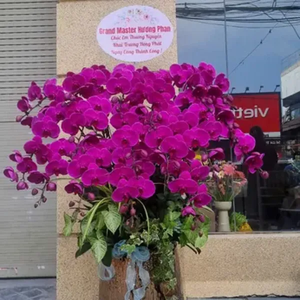 Hoa Lan Hồ Điệp Tết Hải Phòng 37