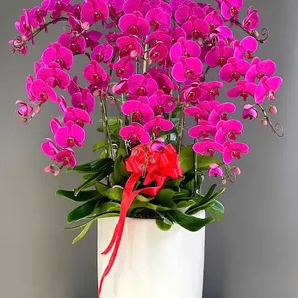 Hoa Lan Hồ Điệp Tết Hải Phòng 38