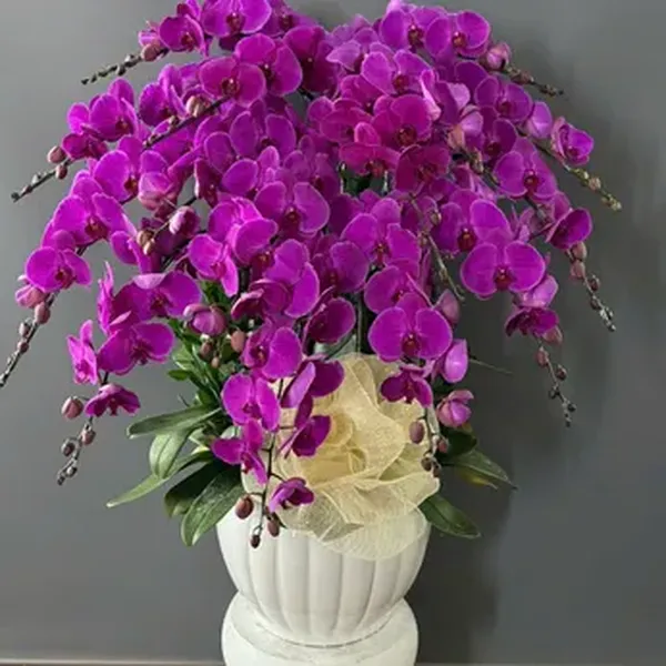 Hoa Lan Hồ Điệp Tết Hải Phòng 40