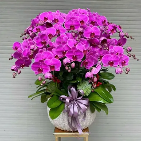 Hoa Lan Hồ Điệp Tết Hải Phòng 41