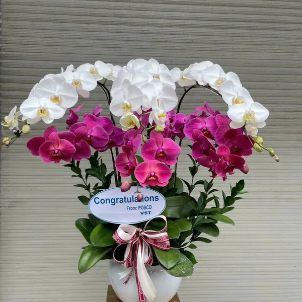 Lan Hồ Điệp Đa Sắc tại Hoa Lan Hải Phòng 07