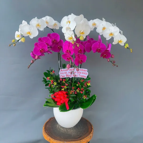 Lan Hồ Điệp Đa Sắc tại Hoa Lan Hải Phòng 14