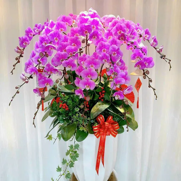 Lan Hồ Điệp Hồng tại Hải Phòng 02