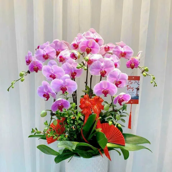 Lan Hồ Điệp Hồng tại Hải Phòng 03