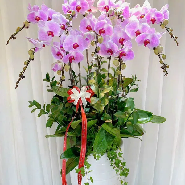 Lan Hồ Điệp Hồng tại Hải Phòng 04