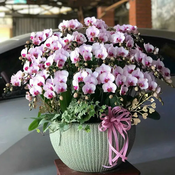 Lan Hồ Điệp Hồng tại Hải Phòng 06
