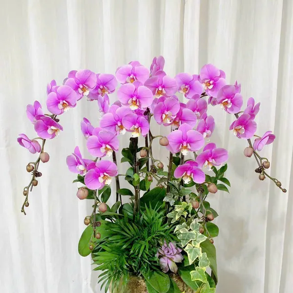 Lan Hồ Điệp Hồng tại Hải Phòng 08