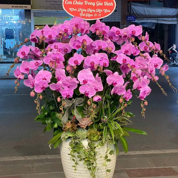Lan Hồ Điệp Hồng tại Hải Phòng 13