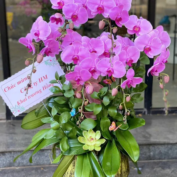 Lan Hồ Điệp Hồng tại Hải Phòng 15
