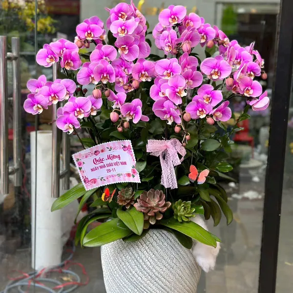 Lan Hồ Điệp Hồng tại Hải Phòng 16